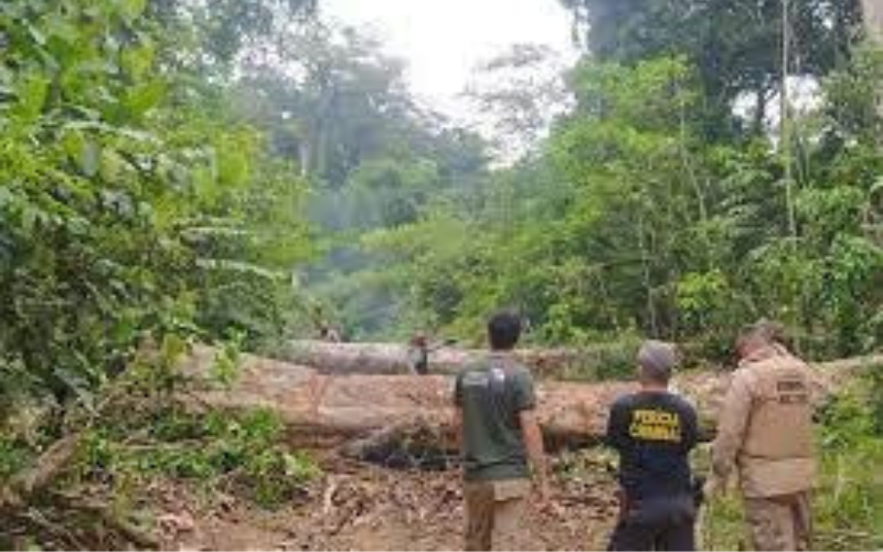 Ação do MPF tenta brecar movimentos ilegais contra operação de combate a crime ambiental e garimpagem no oeste do Pará