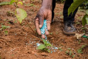 Cresce o número de empresas do ramo de fertilizantes no Pará