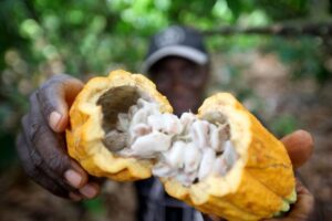Pará fecha 2023 como líder absoluto na produção de açaí e dendê além de mais três importantes culturas agrícolas