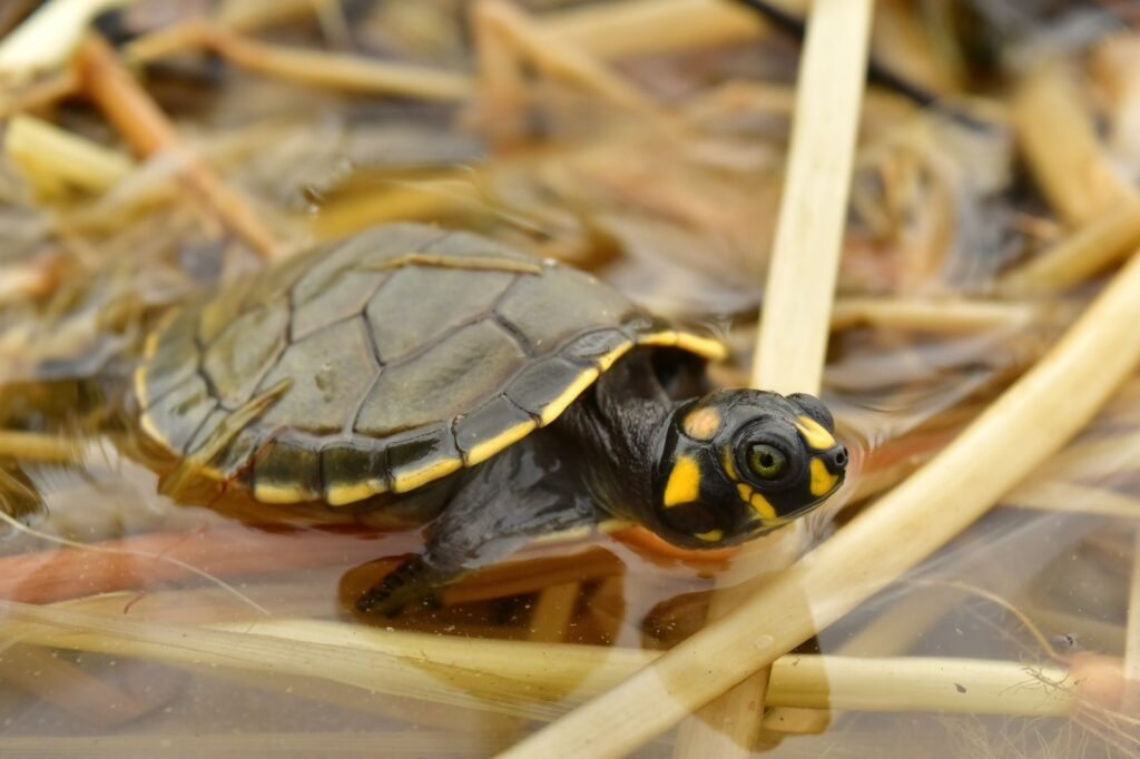 Cerca de três mil filhotes de quelônios retornam à natureza em Oriximiná