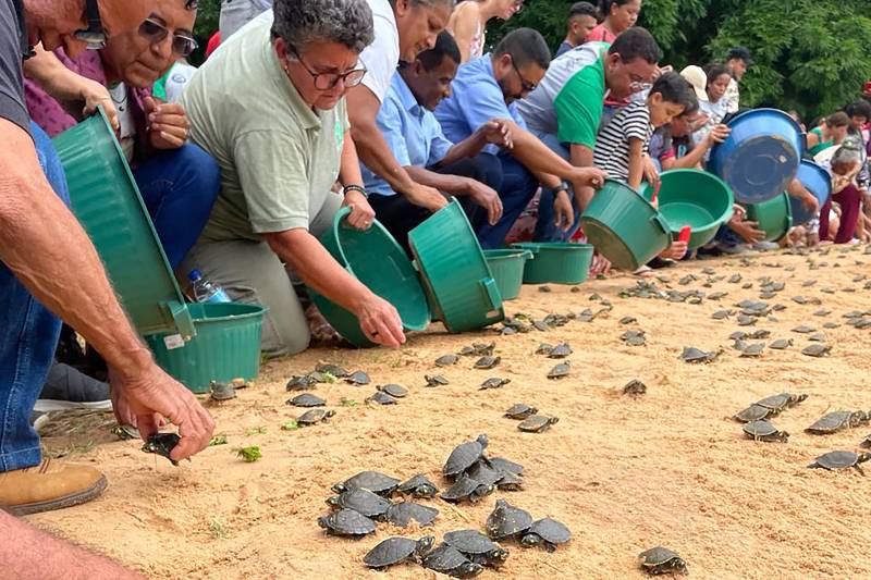 Ação integrada devolve ao habitat natural quase 7 mil quelônios na APA Lago de Tucuruí
