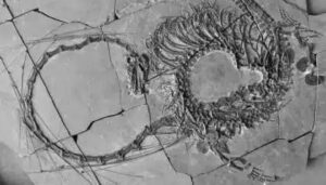 Cientistas descobrem fóssil de “dragão” de 240 milhões de anos
