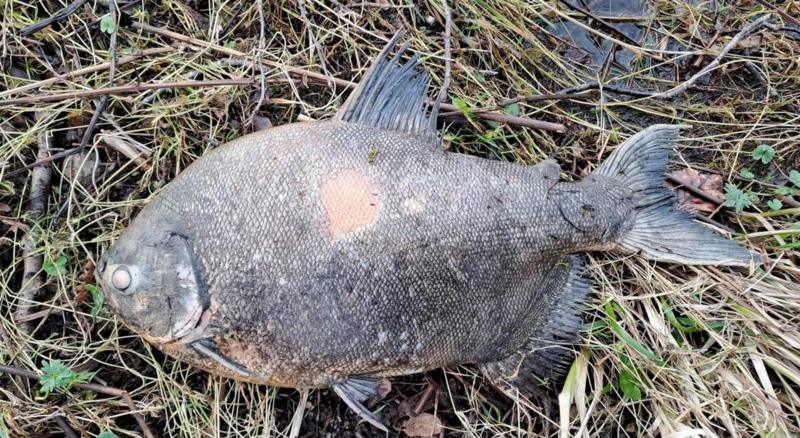 Peixe natívo da Amazônia é encontrado morto na Irlanda e provoca investigação