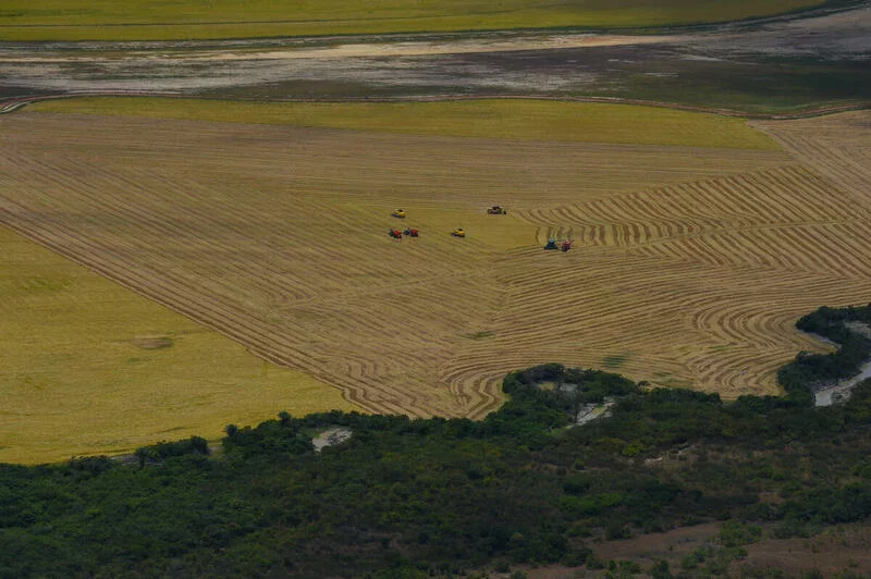Amazônia corre risco de entrar em colapso em 2050, alertam pesquisadores