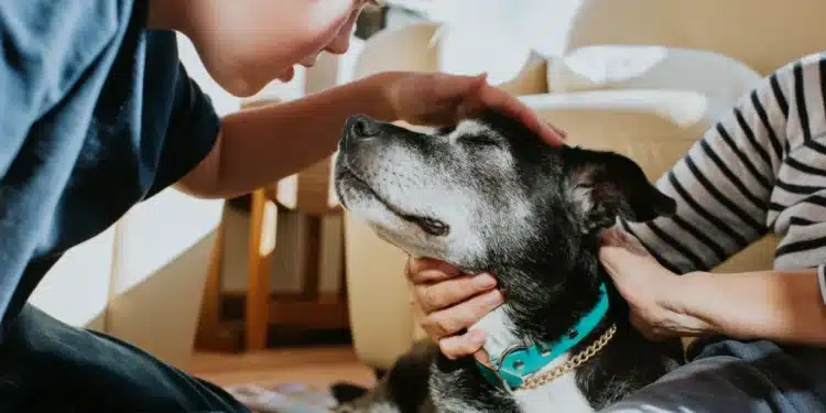 Sabe quanto tempo seu cachorro vai viver? Descubra através do focinho