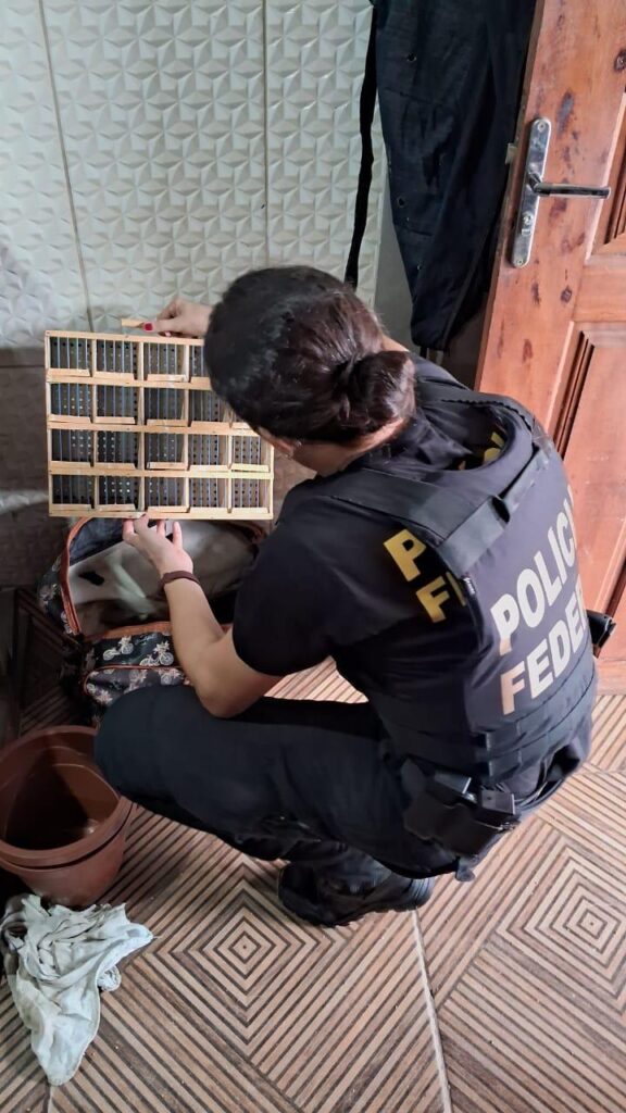 Federais prendem casal que levaria pássaros amazônicos a outras regiões do País