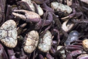 Pará inicia o defeso do caranguejo-uçá que vai até 16 de março