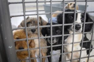 Zoonoses promove feira de adoção de cães e gatos neste sábado, 2, em Belém