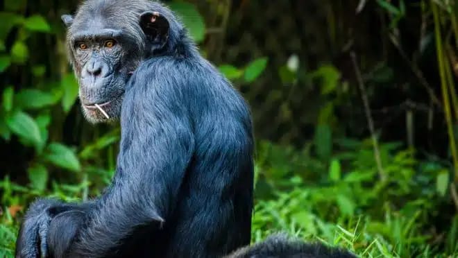 Por que humanos e chimpanzés não tem mais rabo? Pesquisadores revelam mutação que causou a transformação.