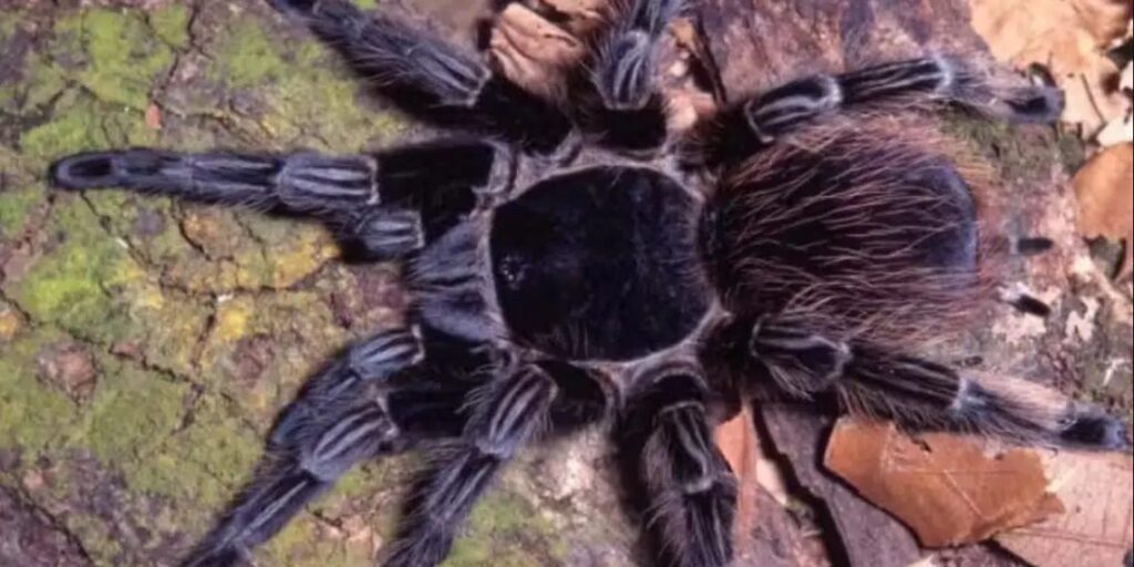 Descoberta promissora: Veneno de aranha brasileira pode ser peça-chave para tratamento do câncer