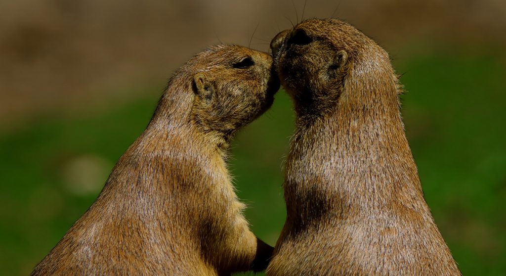 Descoberta ligada a gênero pode revolucionar teoria da evolução de Darwin