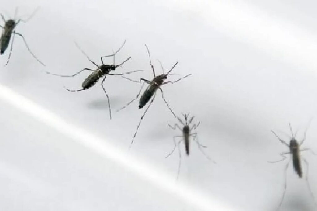 Mais de 10 mil casos suspeitos de dengue são registrados no Pará