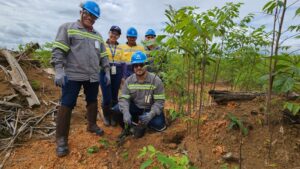 Castanheiras são usadas na reabilitação de áreas mineradas e geram renda em comunidades tradicionais do Pará