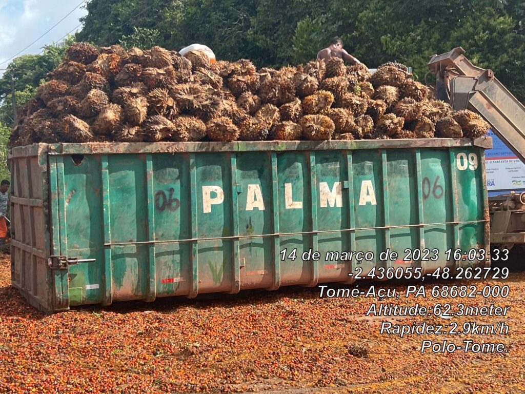 Pará começa a rastrear a produção de dendê a partir de maio