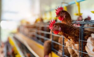 Gripe aviária: quais os potenciais riscos do vírus para a saúde global?