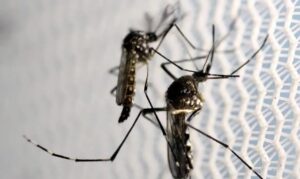 Quase 4 bilhões de pessoas correm risco de infecção pelo Aedes, diz OMS