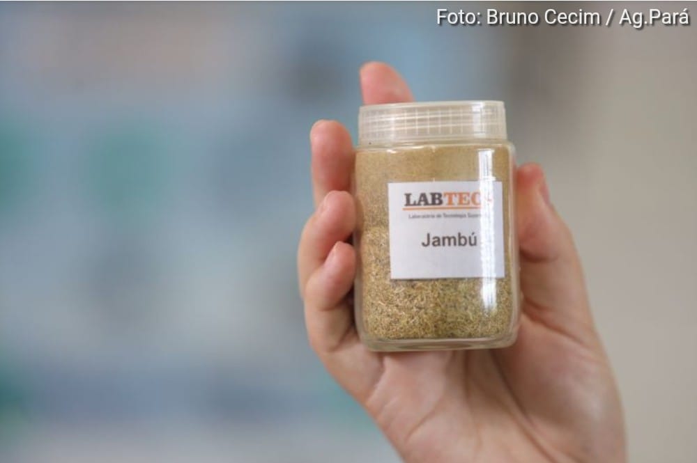 Propriedades do jambu ganham destaque nas indústrias farmacêutica, cosmética e alimentícia