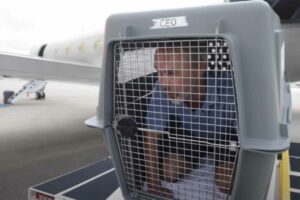 CEO de empresa aérea para cães viaja por 3 horas numa caixa para sentir na pele como o animal se sente