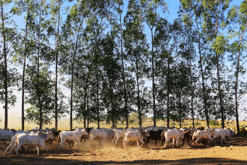 Estado acelera implementação de programas ambientais rumo à COP 30