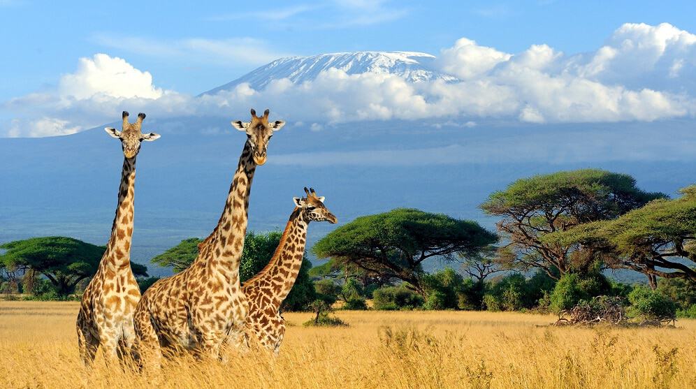 Segredo sobre o pescoço das girafas é descoberto