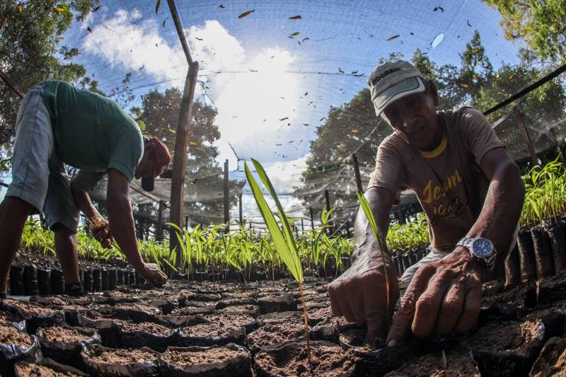 Pará fortalece liderança nacional na produção e exportação do açaí