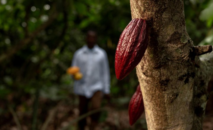 Cacau: 7 benefícios à saúde do fruto famoso pelo chocolate