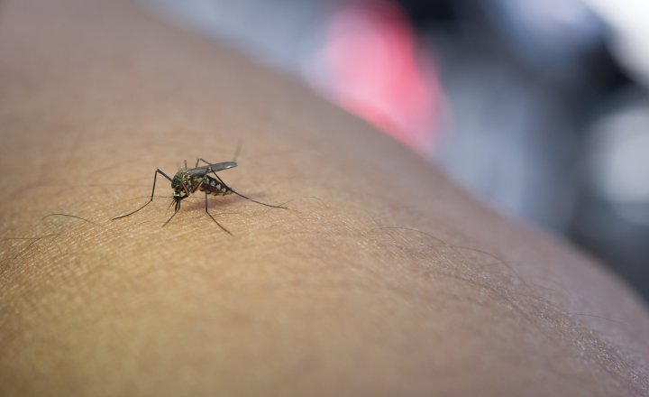 Febre oropouche é associada a microcefalia em bebês, alerta governo