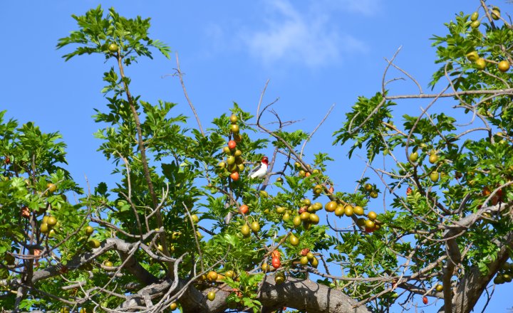 Seriguela: nativa da América Central, fruta “virou” brasileira e traz benefícios à saúde