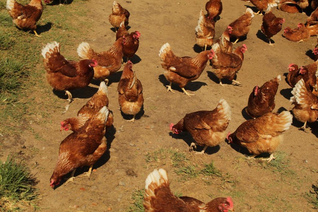 Varejistas da região Norte têm dificuldade de informar se ovos vendidos vêm de aves livres de gaiolas