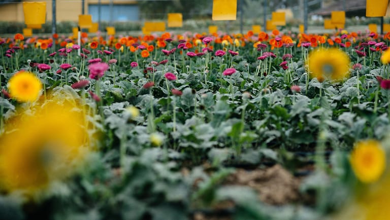 Aproveite para turistar em destinos que exalam o colorido e o cheiro das flores