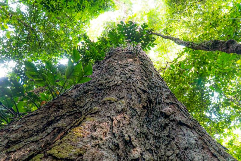 Estado cria em Almeirim o Parque Estadual das Árvores Gigantes da Amazônia
