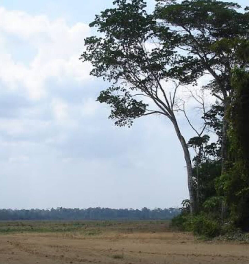 Degradação da Amazônia diminui a capacidade da floresta de reduzir o aquecimento global