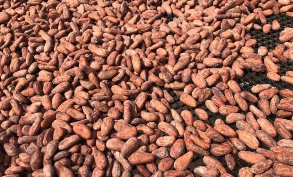 O melhor cacau do Brasil será conhecido na próxima quinta-feira, em Belém
