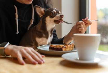 Descubra quais comidas aparentemente inofensivas são inadequadas para cães e os riscos que trazem para a saúde dos pets