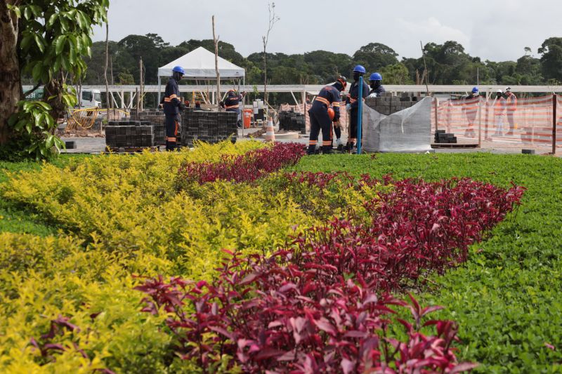 Mais de 100 árvores da Amazônia são transplantadas para áreas de obras da COP 30, em Belém