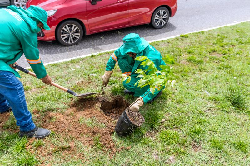 Semma vai plantar mudas de ‘manguita’ no lugar de mangueiras que caíram em Belém