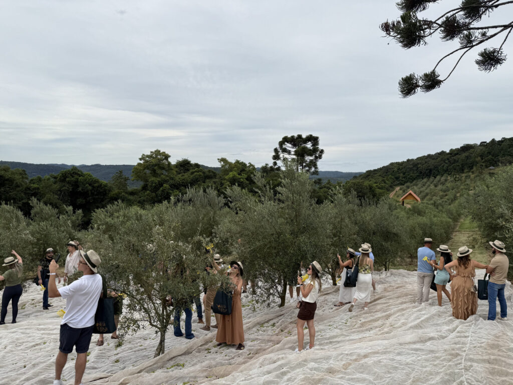 Olivas celebra recorde na colheita e sucesso do 1º Festival do Azeite Nostra Oliva