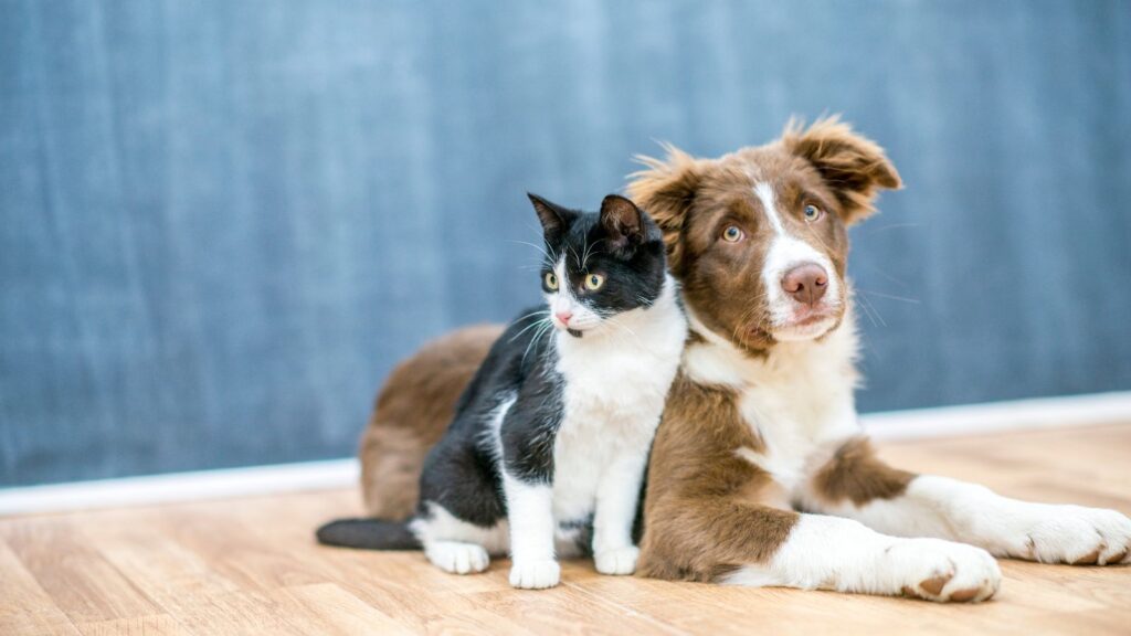 Brasil terá 101 milhões de pets até 2030 e alimentação adequada impulsiona longevidade