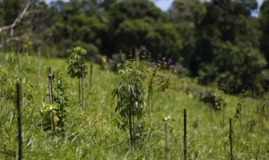 Restauração de florestas em assentamentos da reforma agrária no Pará produzirá mais de 15 milhões de toneladas de alimentos