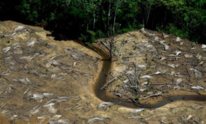 Mudanças climáticas ameaçam 90% das espécies brasileiras, diz estudo