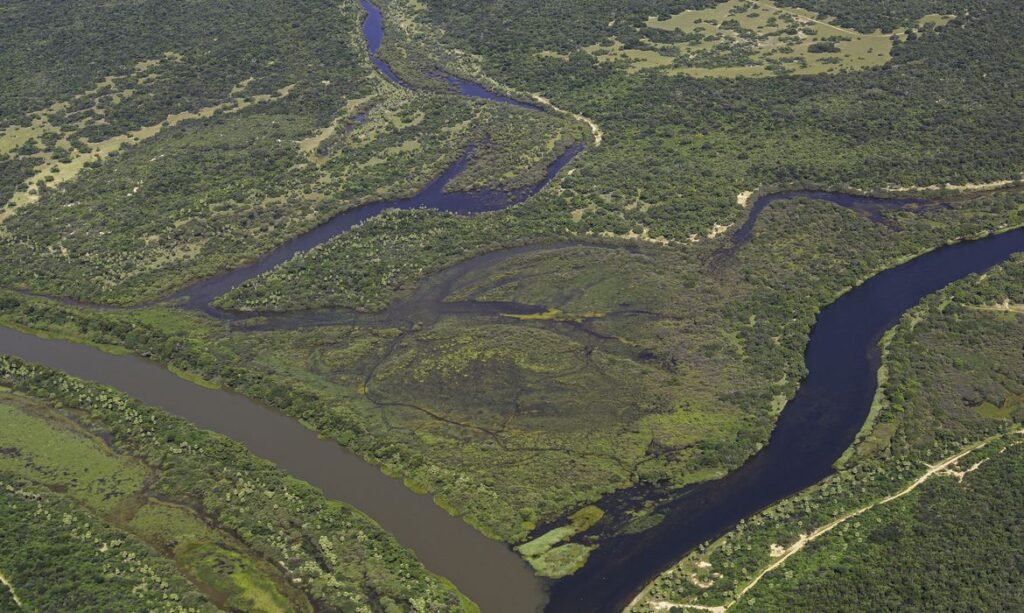 Trópicos registram perda recorde de floresta primária