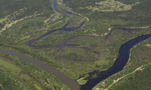Trópicos registram perda recorde de floresta primária