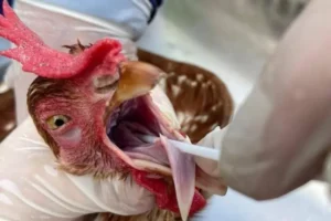 Pará declara estado de emergência zoossanitária preventiva contra gripe aviária