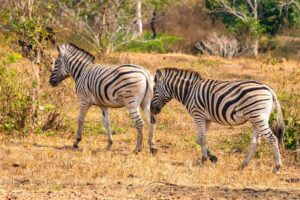 EXCLUSIVO – Conheça três safáris em Angola para quem busca experiências exclusivas e tranquilas