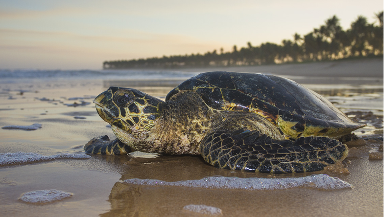 Dia Mundial da Tartaruga: O Brasil turístico é o que conserva e cuida da nossa biodiversidade
