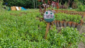 Escola em Outeiro integra a piscicultura à horta através da Aquahorta