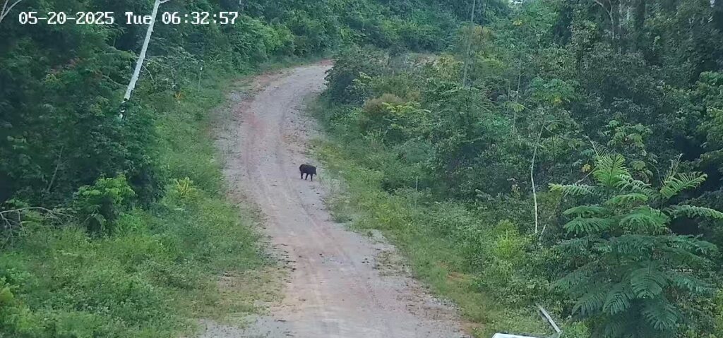 Ameaçada de extinção, anta é fotografada em área de preservação da Usina Belo Monte