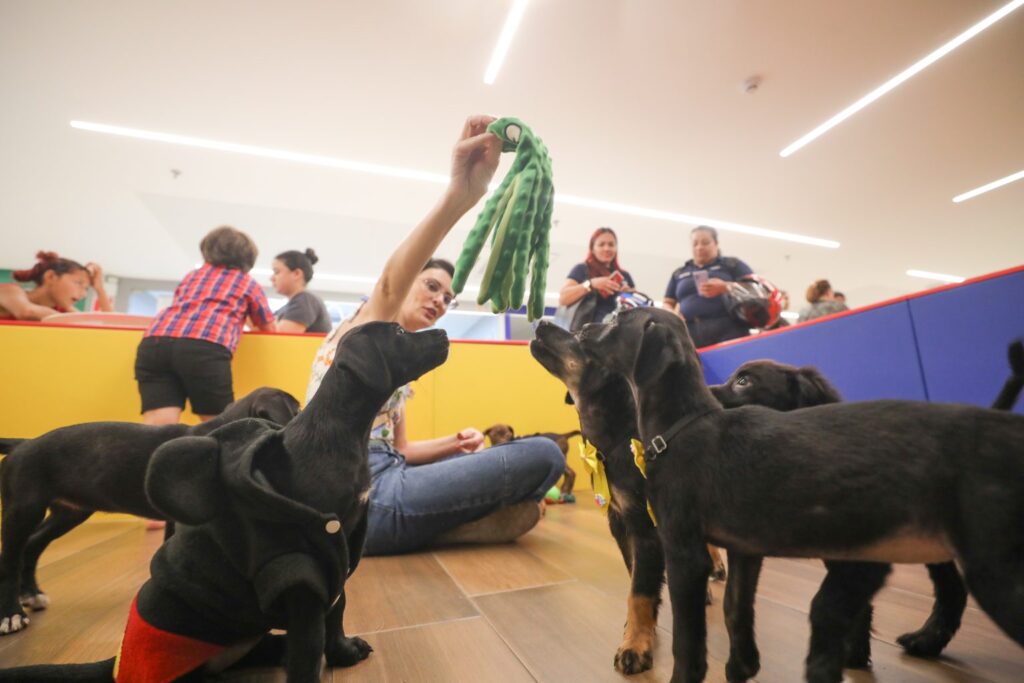 Feira de adoção animal em Belém ganha apoio da população