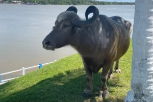 Estado estimula o desenvolvimento da cadeia produtiva do búfalo com respeito às tradições marajoaras