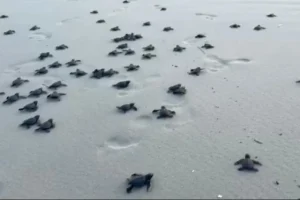 Soltura de filhotes de tartaruga-oliva reforça preservação na Praia do Atalaia